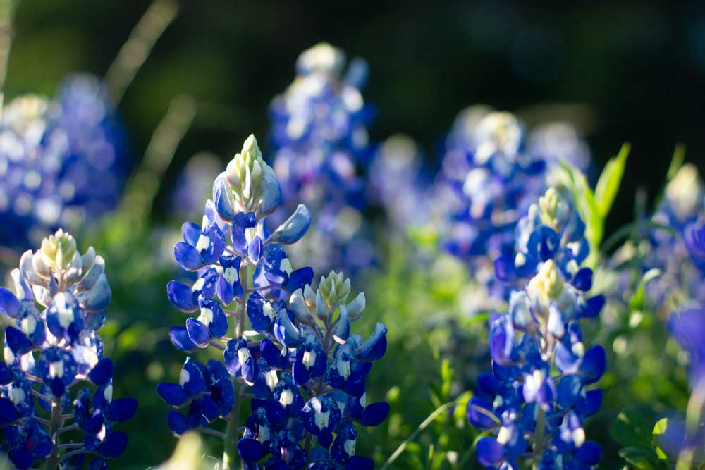 Photo of Texas bluebonnets wildflowers